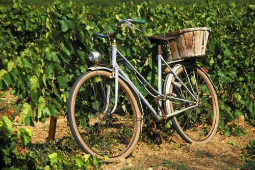 La Maison Grenadine Pres Du Canal Du Midi Tourouzelle Eksteriør billede